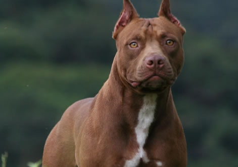 Pit Bull Cao